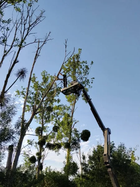 Abattage en hauteur avec nacelle